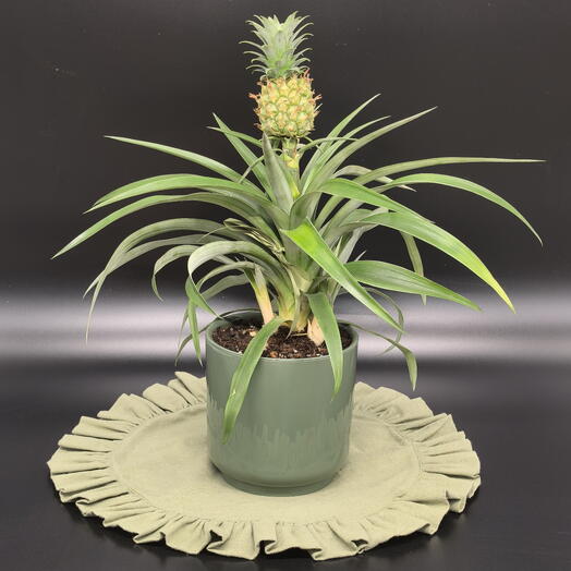 Комнатное растение Ананас в зеленом кашпо подарок на 8 марта