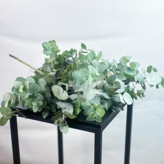 Эвкалипт зелень в пачке (5шт)