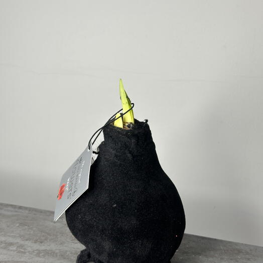 Луковица амариллиса в черном бархате