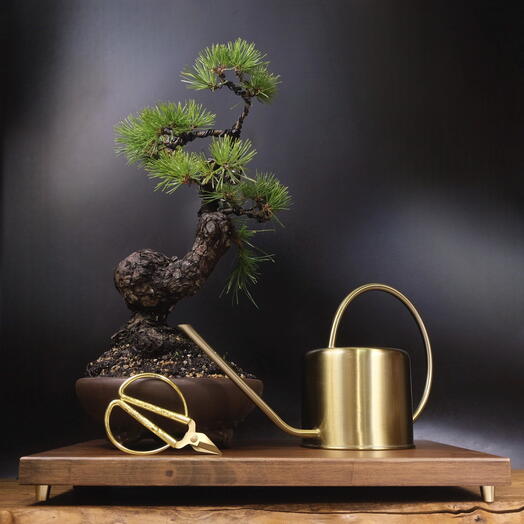 Бонай черная японская сосна, 47 см, 50 лет