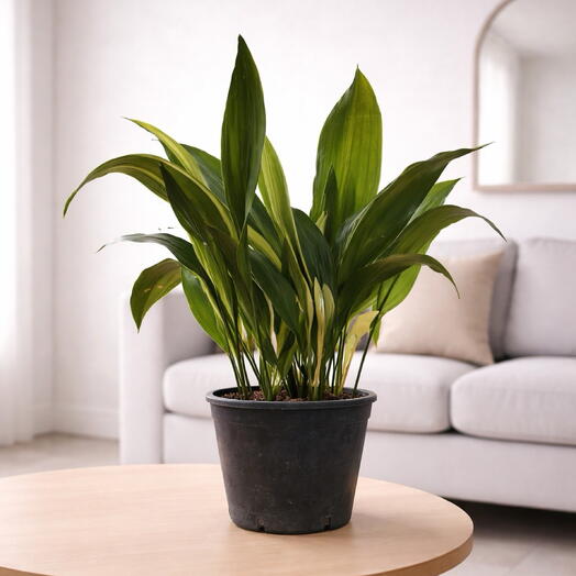 Aspidistra variegata