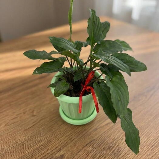 Спатифиллум