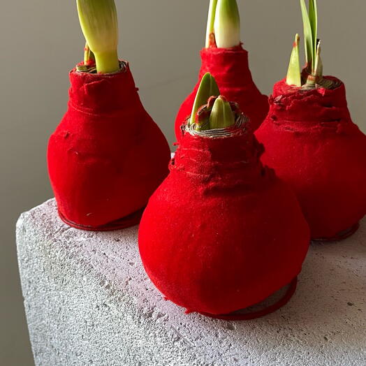 Амариллис в воске - «Красный бахрат» - большая луковица