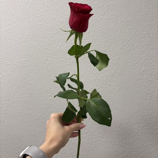 Красная Роза Родос