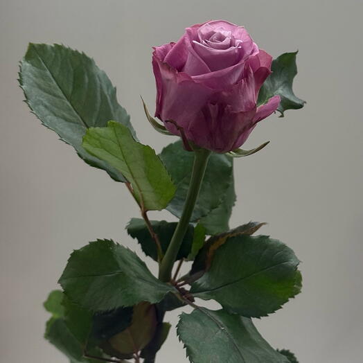 Purple rose