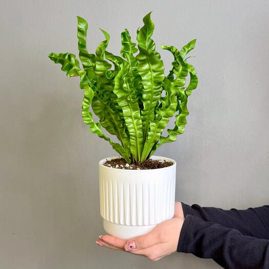 Комнатное растение, Папоротник Асплениум Криспи Вейв (Китай) в пластиковом горшке, 35 см