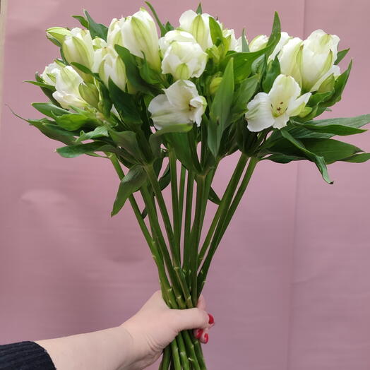 15 Альстромерий