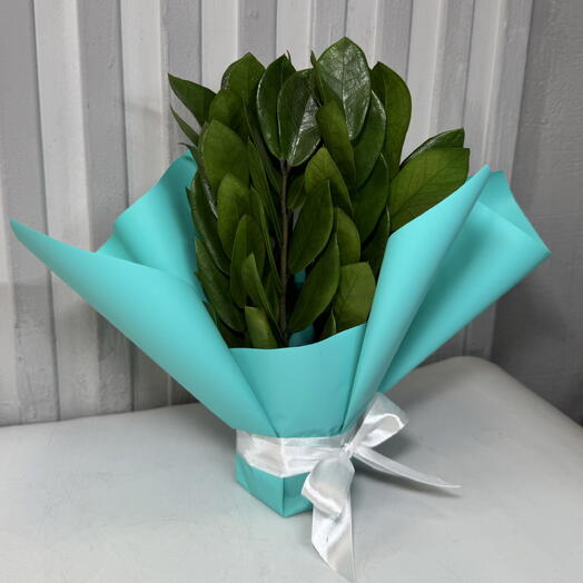 Замиокулькас размер S