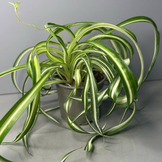 Хлорофитум (CHLOROPHYTUM VARIEGATA)