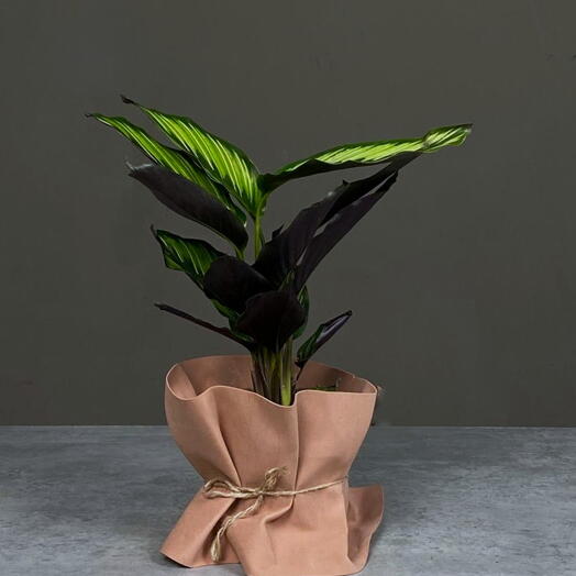 Калатея Принсепс