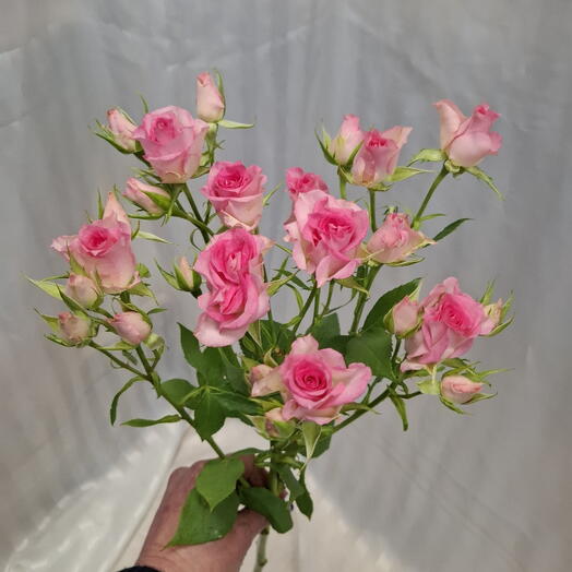 Роза кустовая розовая