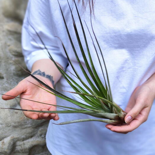Тилландсия Капитата Зелёная XL (Tillandsia Capitata Green)