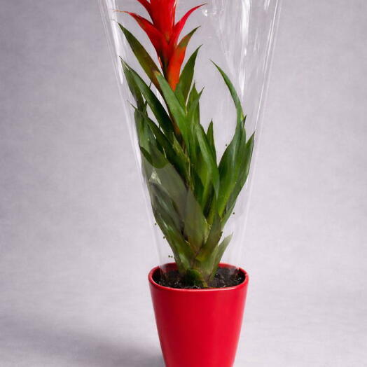 Гузмания красная