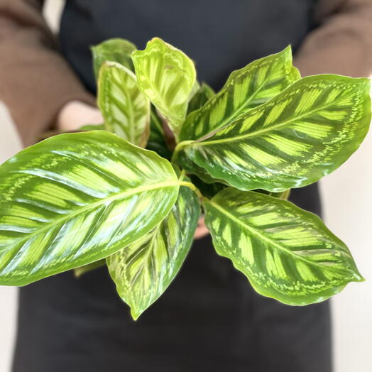 Калатея Флеймстар (Calathea Flamestar) D12см