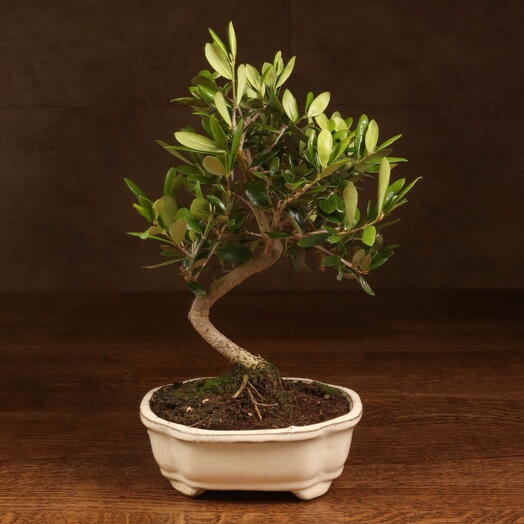 Бонсай Олива в бежевой плошке 30 см