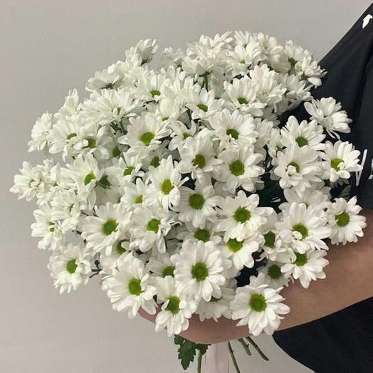 Кустовые хризантемы 15