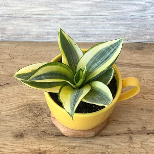 Сансевиерия Голден Ханни в керамическом горшке-кружке
