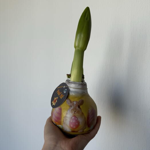 Луковица амариллиса в воске Пасхальная 🐣