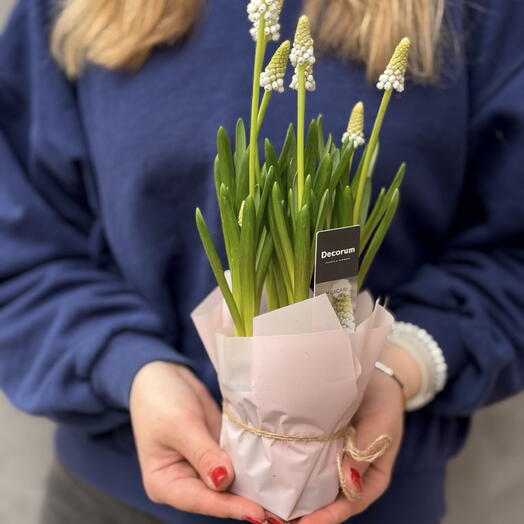 Луковичный первоцвет «Мускари» Мини