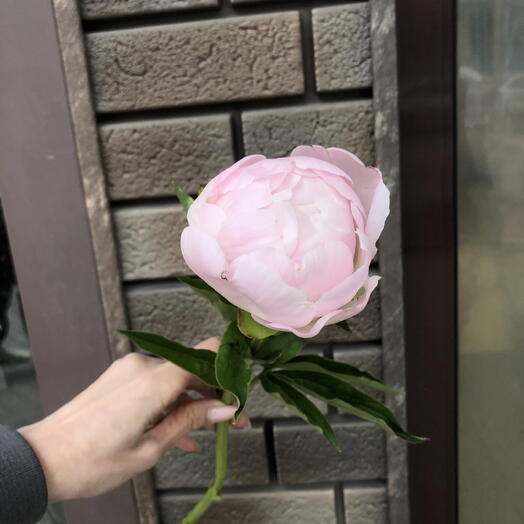 Пион розовый