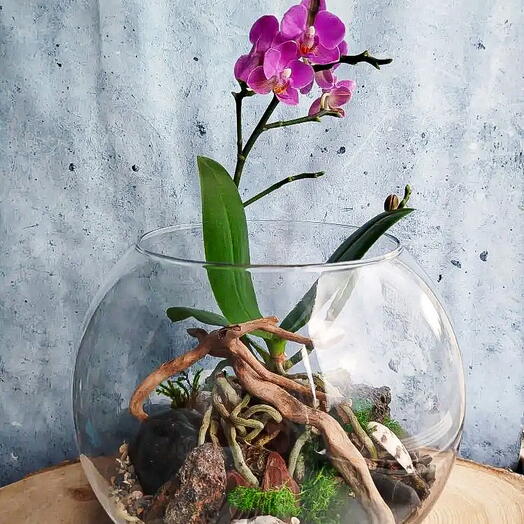 Композиция с мини орхидеей в вазе🌸