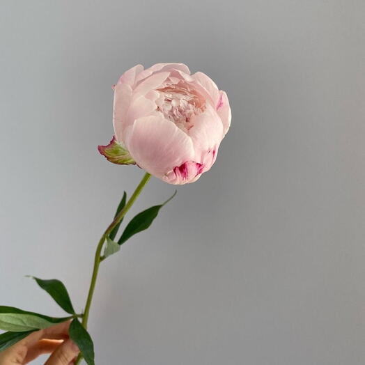 Мини-букет 1 розовый пион 🌸 (свежая поставка, раскрывается после доставки)