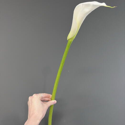 Калла