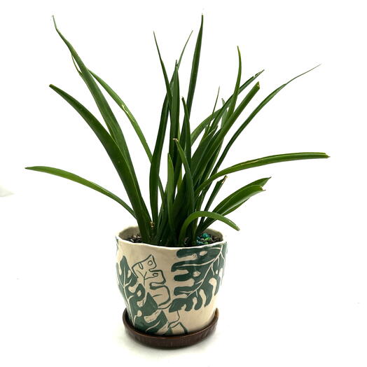 Сансевиерия суфрутикоза (Sansevieria suffruticosa) в керамическом кашпо
