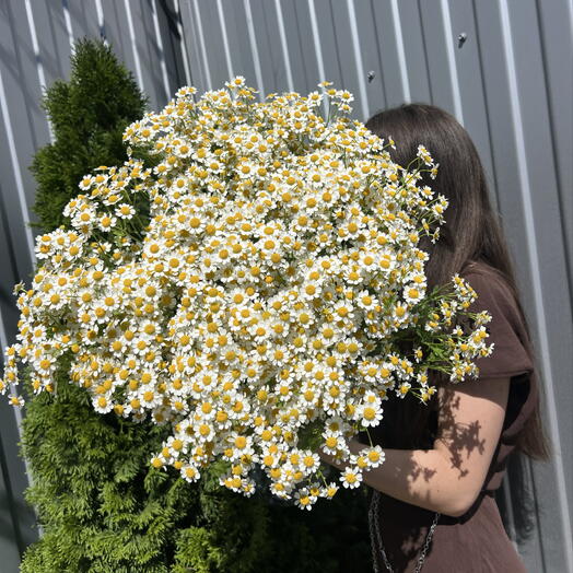 Ромашки полевые 💐