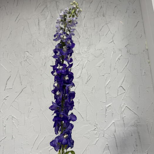 Дельфиниум AURORA DEEP PURPLE
