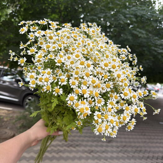 Полевая ромашка 1