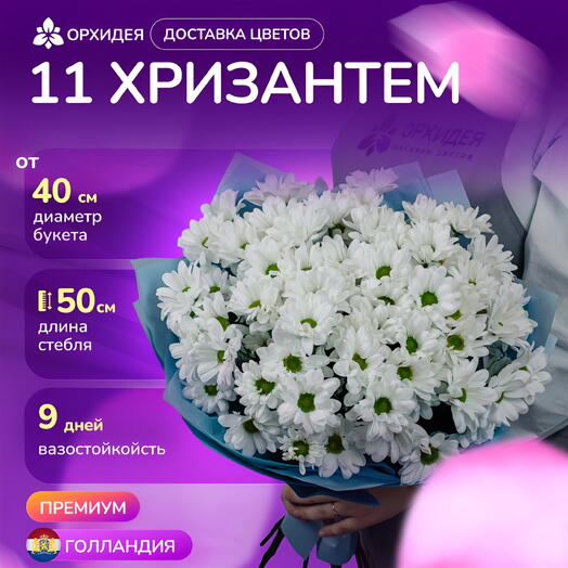 11 Хризантем бакарди белая