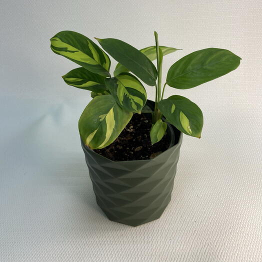 Ктенанта Луберца / Ctenanthe lubbersiana