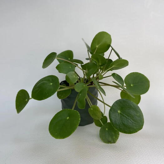 Пилея пеперомиевидная / Pilea peperomioides