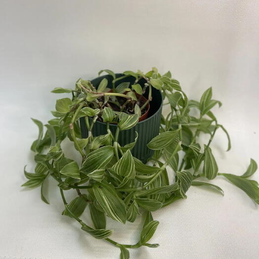 Традесканция варикатная зебрина / Tradescantia zebrina