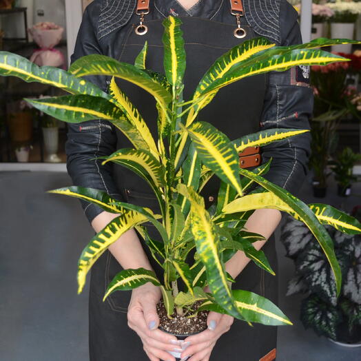 Кодиеум (кротон) пёстрый (Codiaeum variegatum)