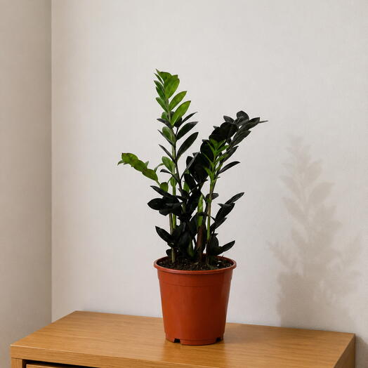 Zamioculcas ‘Raven