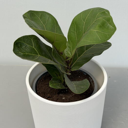 FICUS LYRATA
Фикус Лирата