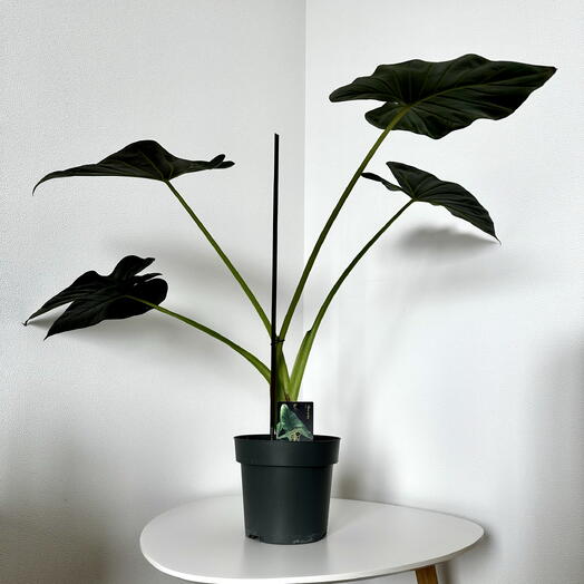 Alocasia ‘Regal Shield