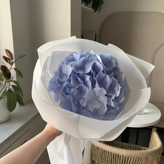 Hydrangea Light blue