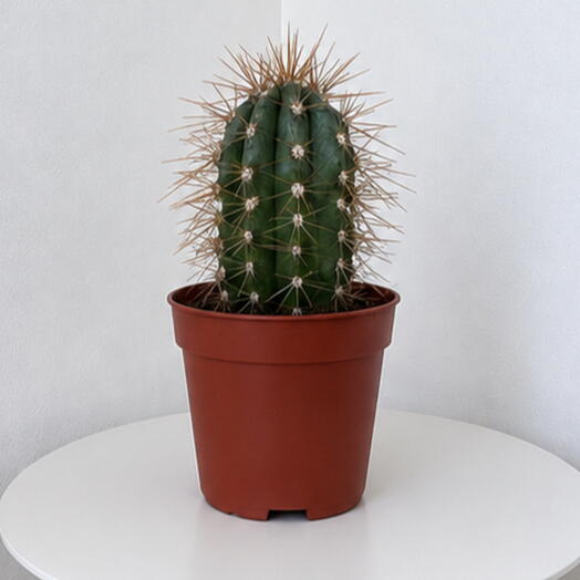 Pilosocereus