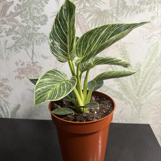Филодендрон Биркин (Philodendron Birkin )