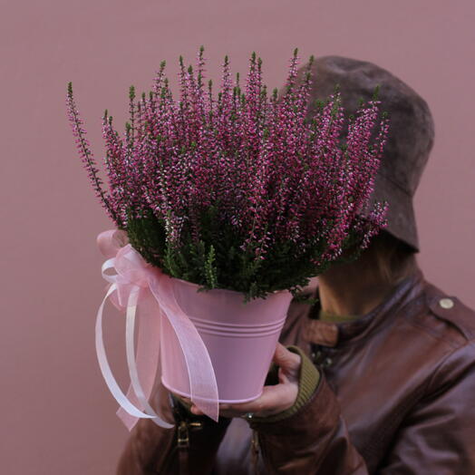 Вереск в металле Pink