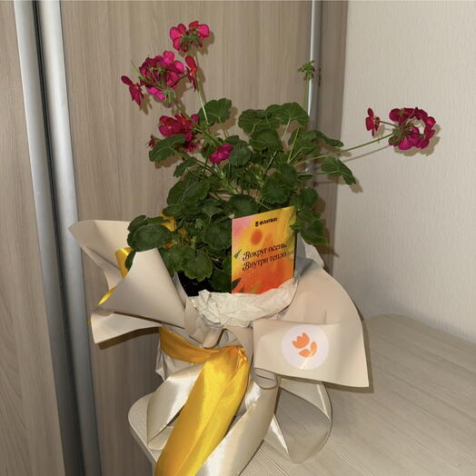 Пеларгония подарочная цветущая