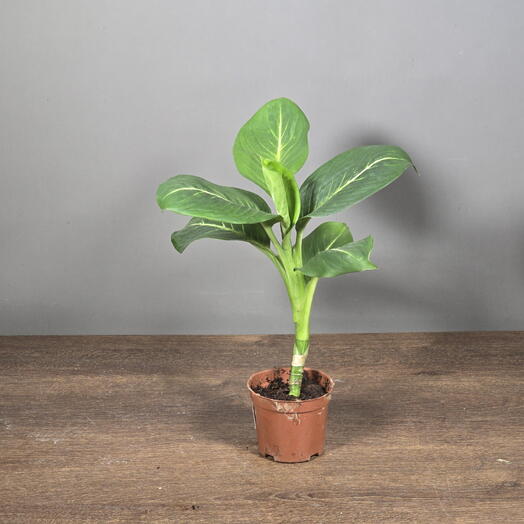 Аглаонема Big Cabbage d9 (Китай)