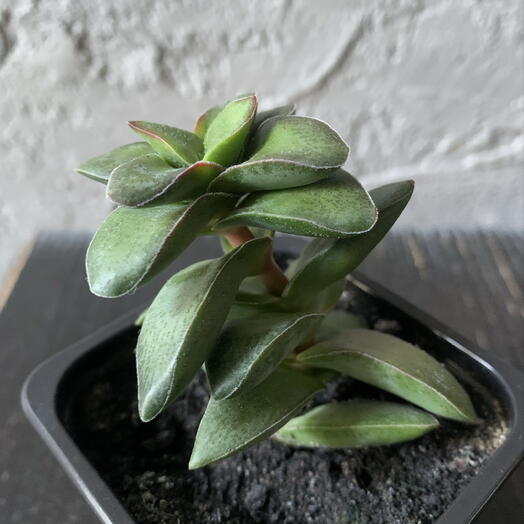 Крассула Спрингтайм (Crassula Springtime)