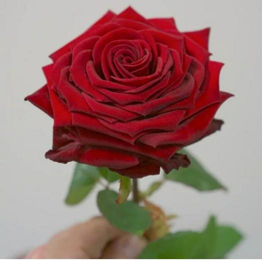 Red Rose red Naomi