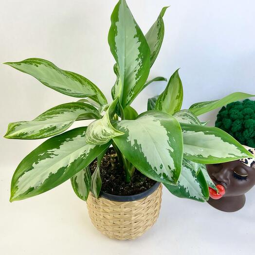 Растение houseplants d8 h35