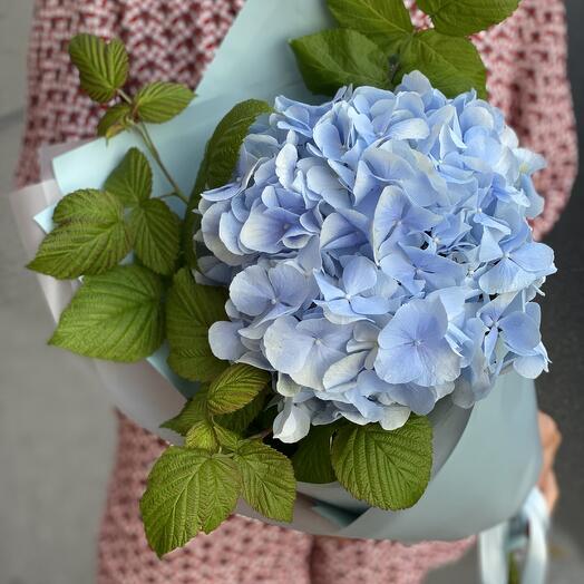 Hortensia (MEZCLA) con frambuesas
