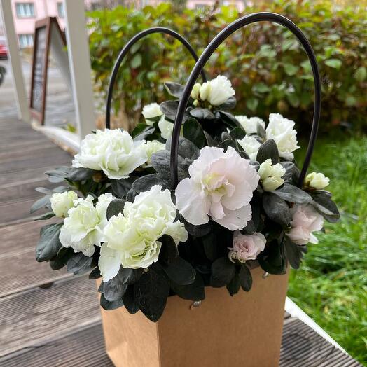 Купить цветы в иркутске в горшках цветы купить в минусинске